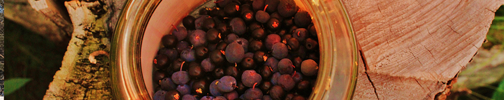 Wild Arctic berries growing in the Enontekiö fells