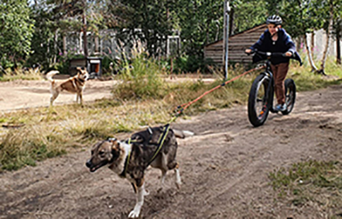 Fatmax scooter taster ride pulled by huskies