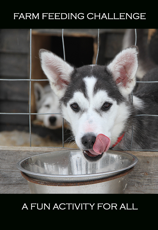 Feeding the dogs at the farm