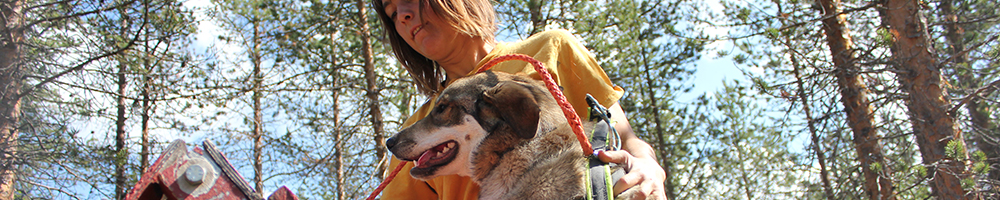 A guide with a husky among the summer pine forests of the Hetta area