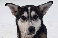 Diabas, a Hetta Huskies husky (Leader A)