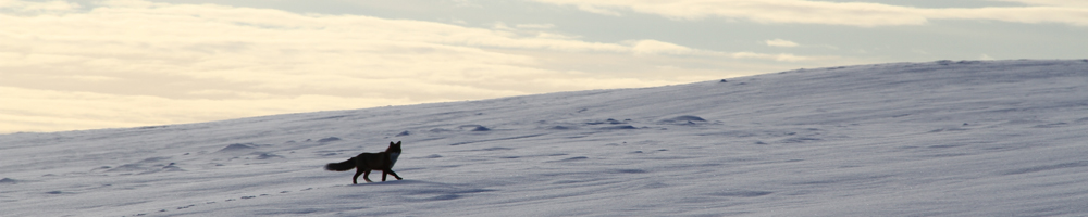 Arctic fox in the Pallas-Yllastunturi National Park