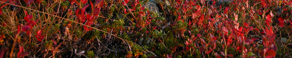 Autumn colours in the Enontekiö landscape during mushroom season