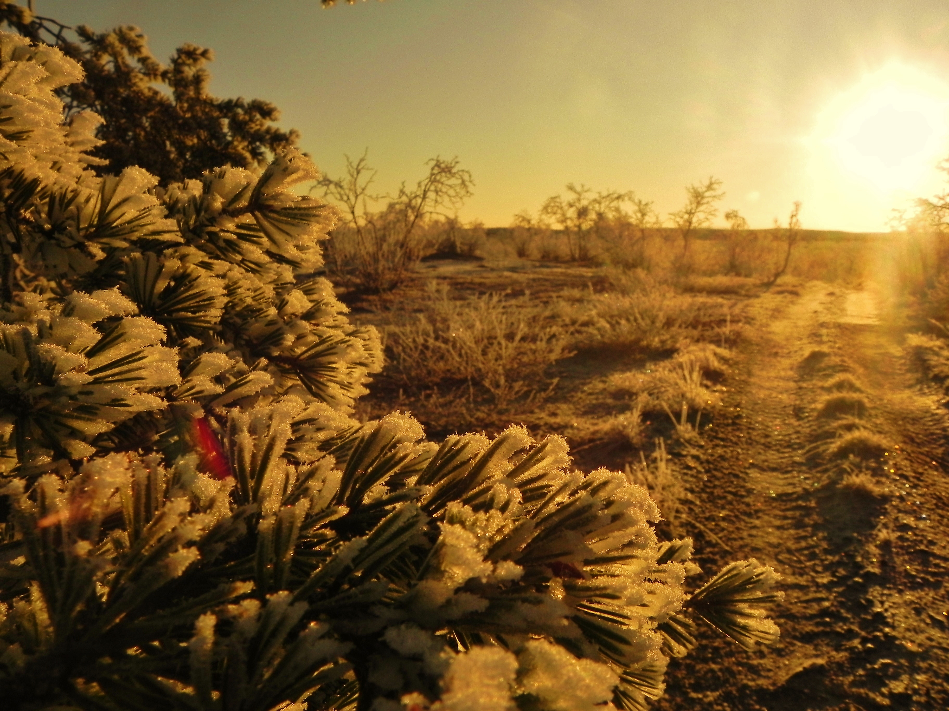 Hoar-frosted wilderness landscape near Hetta