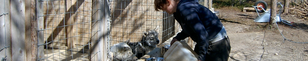 Evening feeding time at the husky farm