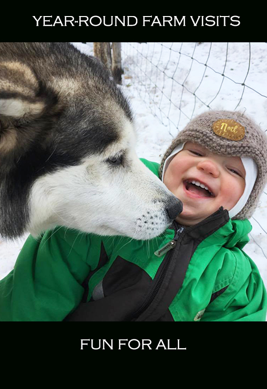 Guided farm visit meeting the huskies