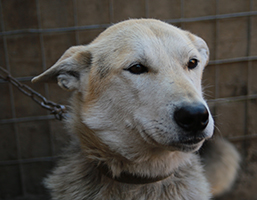 Husky portrait showing breed variation