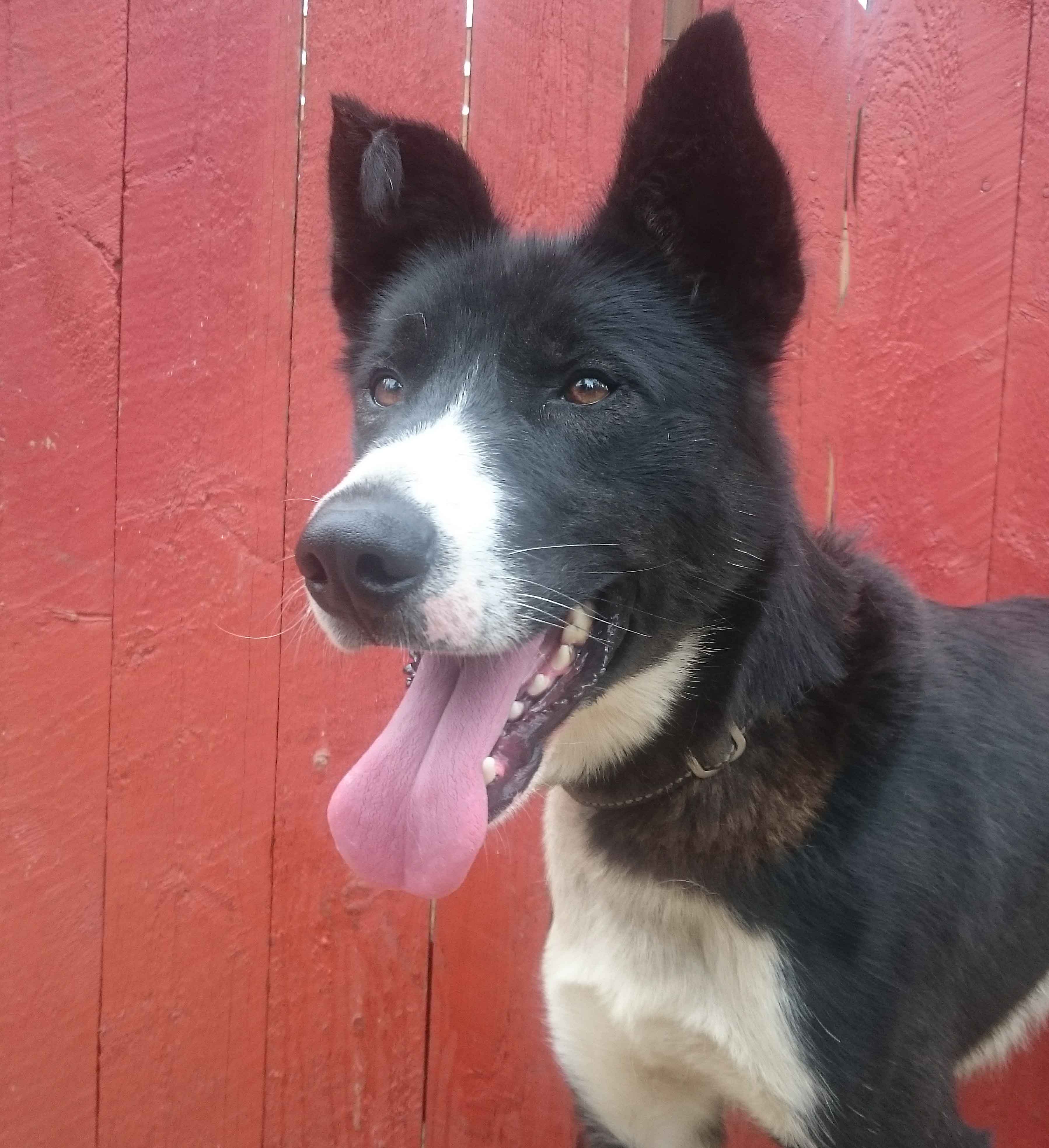 Cinnamon, an energetic young female sleddog from Sweden