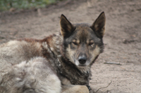 Keri, an intelligent but unpredictable husky for experienced owners only