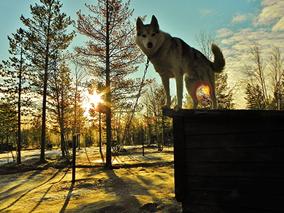 A husky outside its insulated kennel