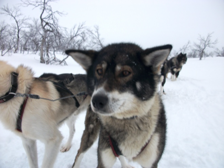 Nomad, a quietly mannered Alaskan husky lead dog
