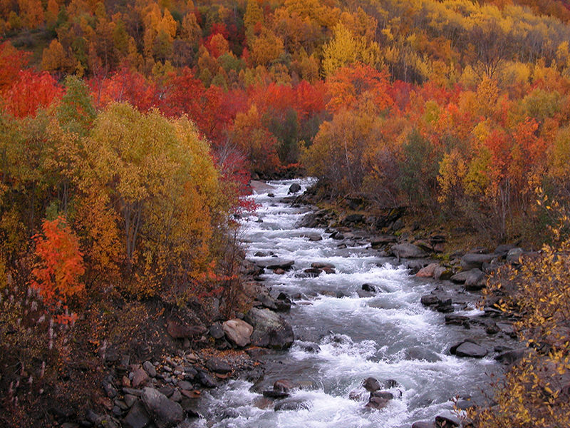 Streamside autumn wilderness landscape