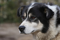 Bolle, a giant Alaskan husky and former race dog