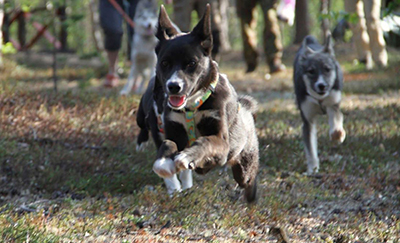 Puppies on a free puppy run
