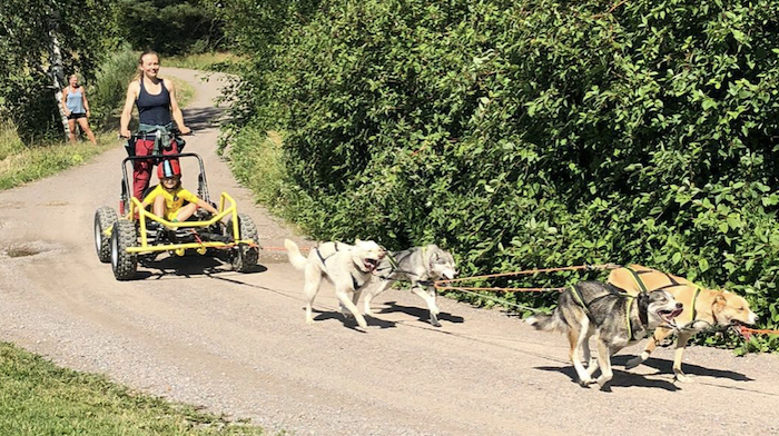 Running with the huskies on a troll cart in summer