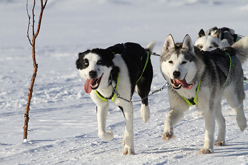 A husky from the kennels