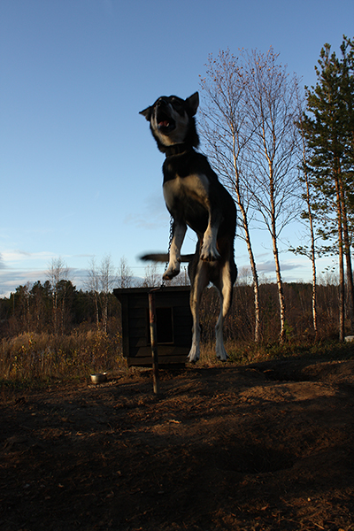 Monty jumping in excitement