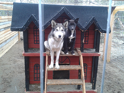 Pups in the puppy Hilton cage area