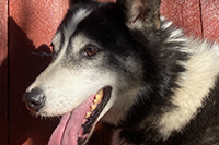 Ask, a Hetta Huskies husky (Team/Wheel)
