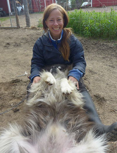 Grooming a husky at the farm