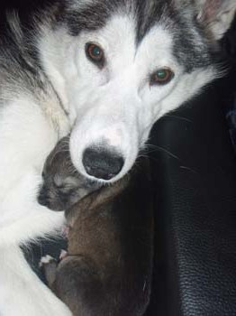 Behind the scenes at Hetta Huskies - a husky resting at the farm