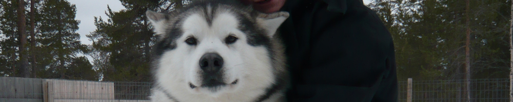 Alaskan Malamute, a large polar sled dog breed