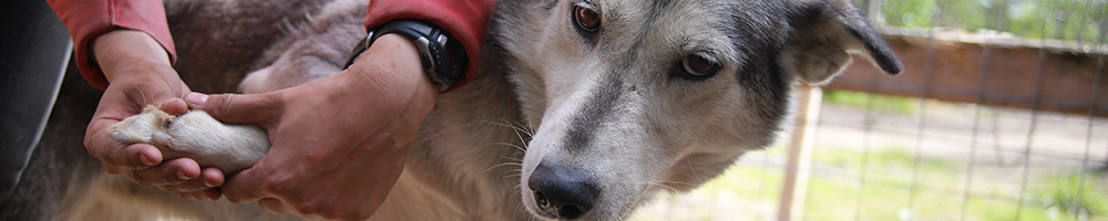 A veterinary check being carried out on a sled dog