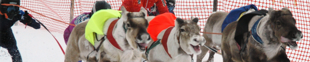 Sámi reindeer racing across the snow in winter near Hetta