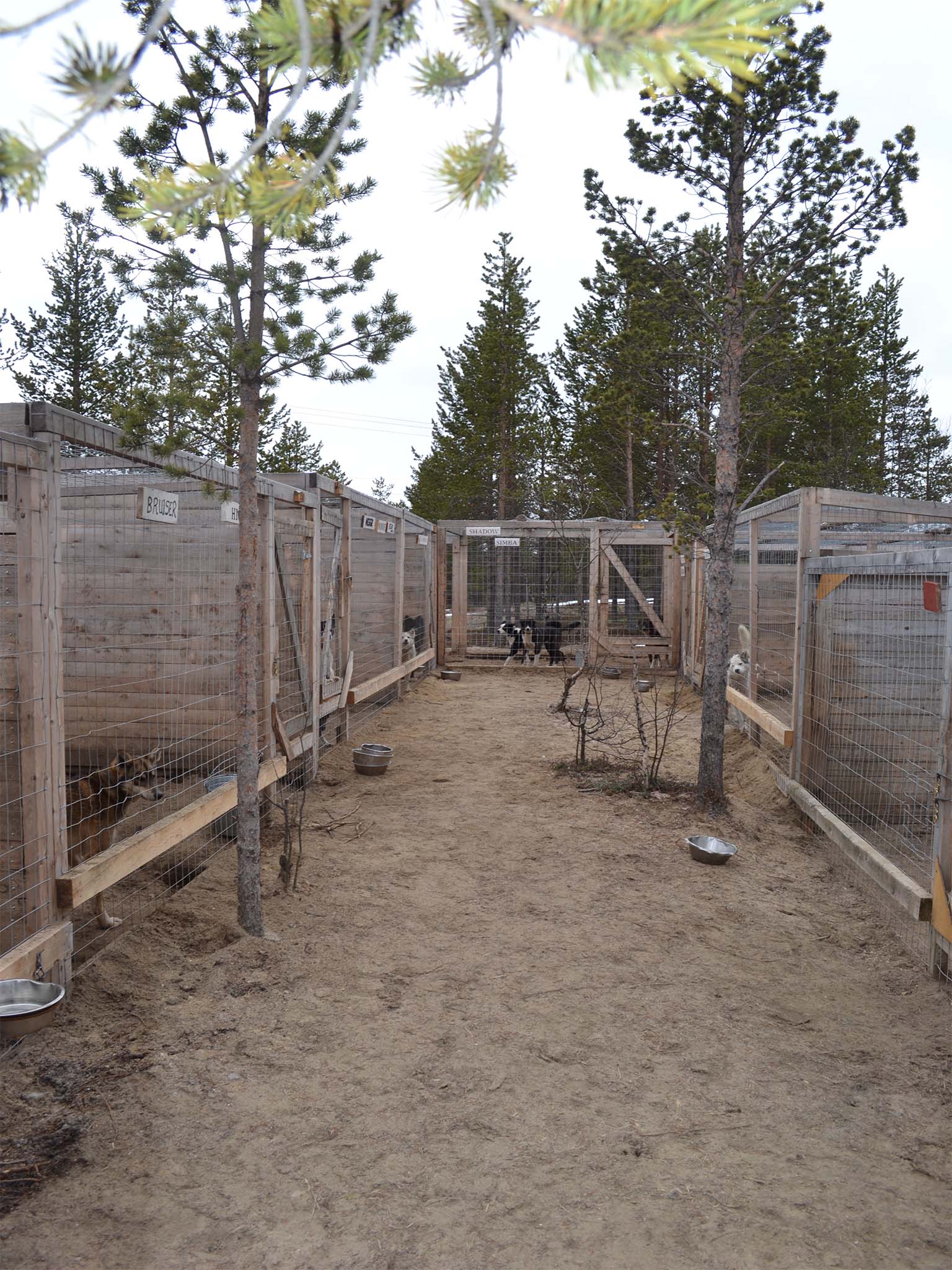 Seasonal life on the husky farm