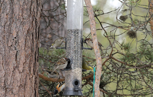 Hand-feeding birds in the Arctic
