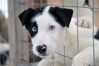 A husky waiting eagerly at the kennel during the evening feed