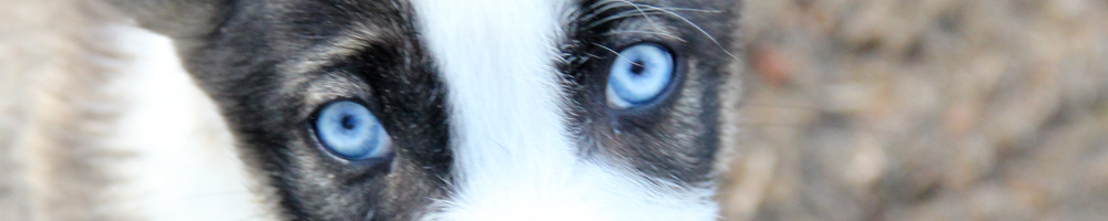 Close-up of a husky's striking eyes