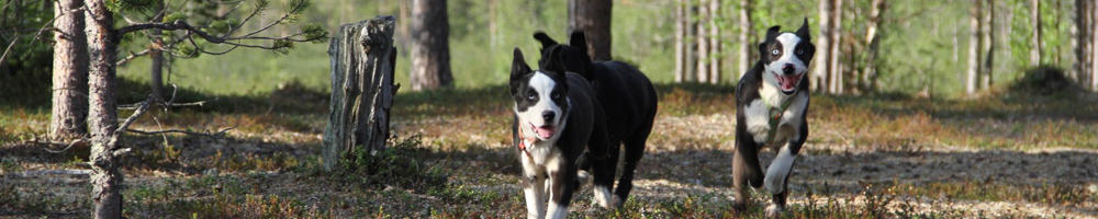 A found stray dog cared for at Hetta Huskies