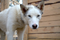 Lumi