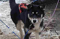 Elle, a Hetta Huskies husky (Trainee Leader/Wheel)