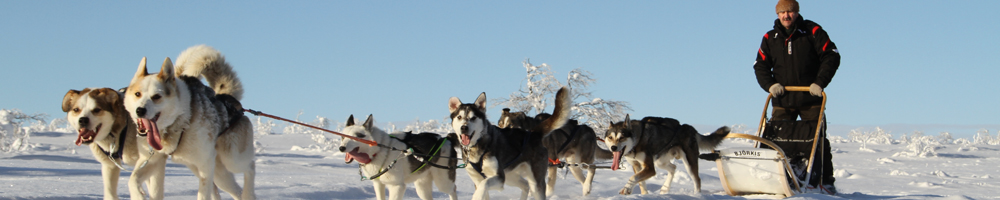 A Hetta Huskies sled team running across the snow