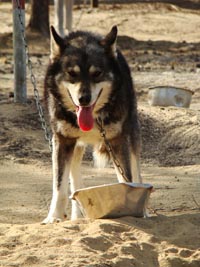 Guide working with the dogs during a day on the husky farm