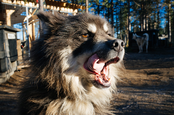 Dogs at the Hetta Huskies farm