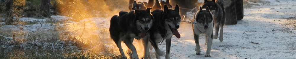 Working with and training huskies on the farm in autumn