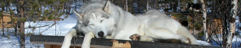 Sled dog team running, illustrating the history of huskies