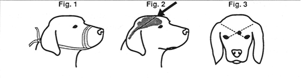 Diagram from the euthanasia by firearms appendix