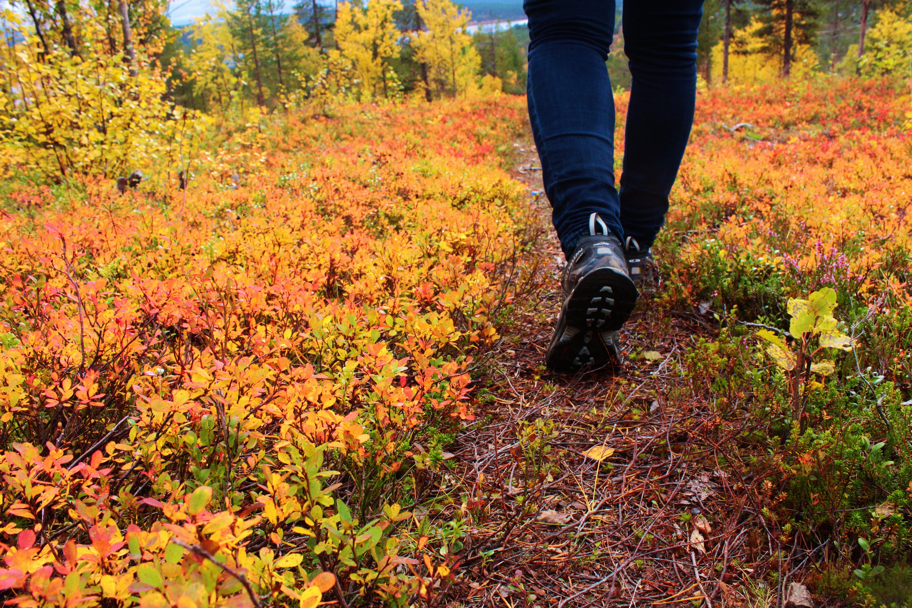 Autumn colours on a national park hiking trail