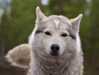A child interacting with a husky