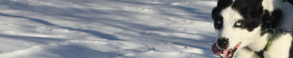 Sled dogs of the polar exploration era