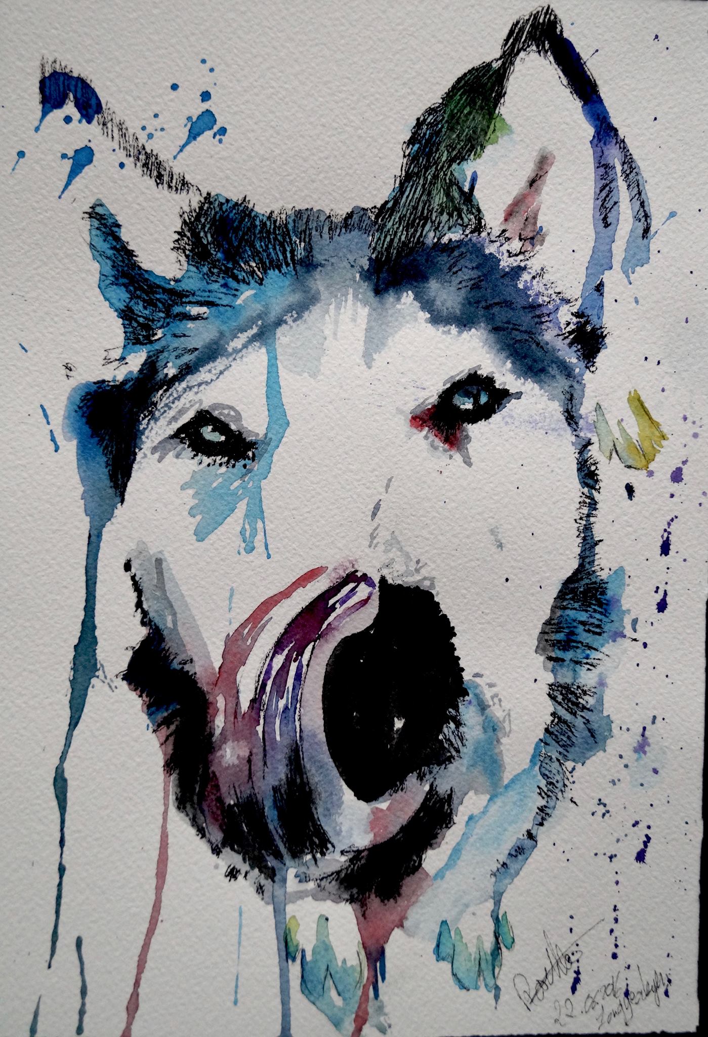 Tala, a rescued working-line Malamute