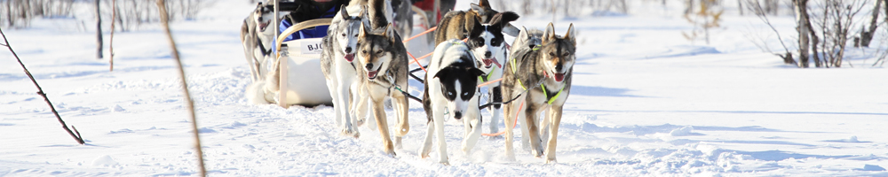 Snow-laden winter trail near the Hetta Huskies farm in Enontekiö