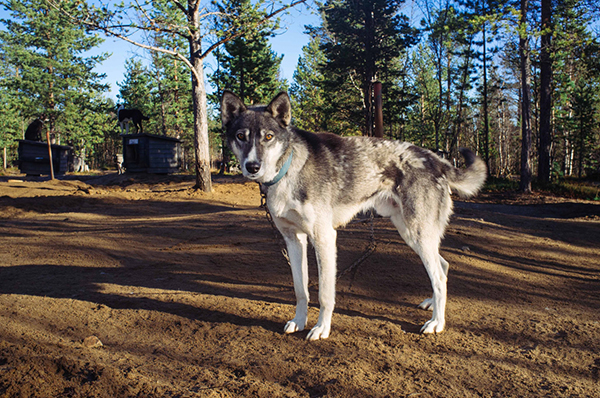 A husky named Oscar on the farm