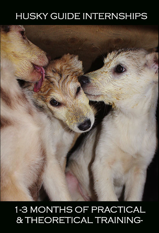 Guide internship at the husky farm