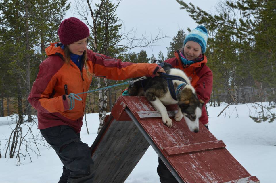 A husky tackling the agility course on the farm
