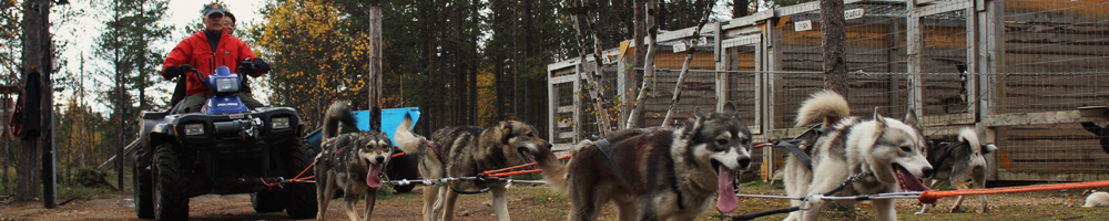 Sled dogs and mushers associated with the Lappish entrepreneurs' association